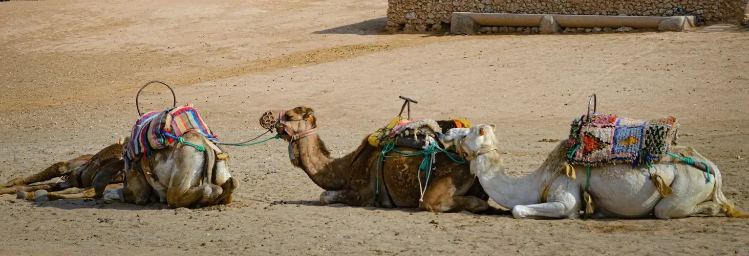 Un trío de camellos ensillados tumbados en una parcela del desierto, esperando a los jinetes en una excursión de 3 días de Marrakech a Fez a través del desierto.