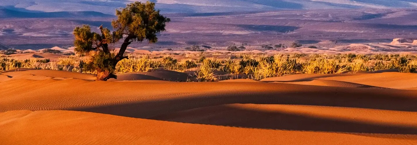 Dunas doradas de Merzouga bajo un cielo despejado, con un árbol solitario en el vasto desierto, captadas durante una excursión de 3 días por el desierto de Fez a Merzouga.